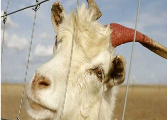 Κίνα Ηλεκτρικές γαλβανισμένες περιφράζοντας επιτροπές καλωδίων αιγών για τα ζώα αγροκτημάτων, Eco φιλικό προμηθευτής