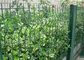 Πράσινη ενωμένη στενά διακόσμηση φρακτών κήπων καλωδίων με το πλάτος 1.53.0m προμηθευτής