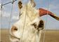 Ηλεκτρικές γαλβανισμένες περιφράζοντας επιτροπές καλωδίων αιγών για τα ζώα αγροκτημάτων, Eco φιλικό προμηθευτής