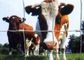 Τα αντιδιαβρωτικά βοοειδή συγκεντρώνουν τις επιτροπές/τις επιτροπές αγροτικών φρακτών για την κτηνοτροφική παραγωγή προμηθευτής